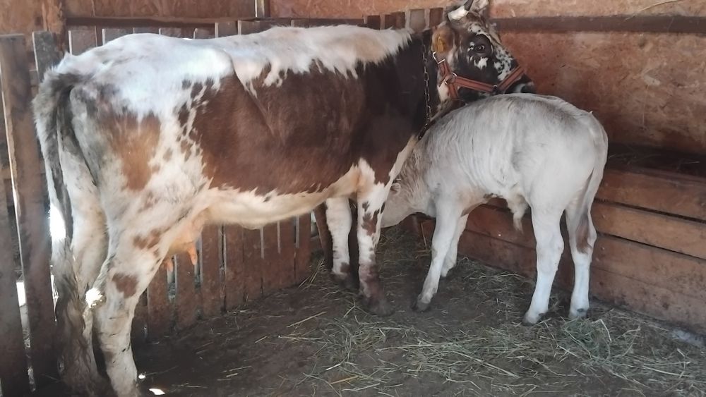 Vând vaca cu vitel tauras