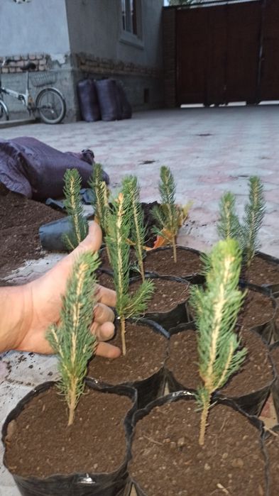 Голубая ель Сенса кучатлари оптим нархларда сотамиз