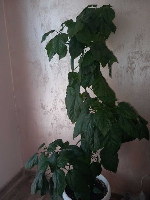 Китайска роза в червен цвят