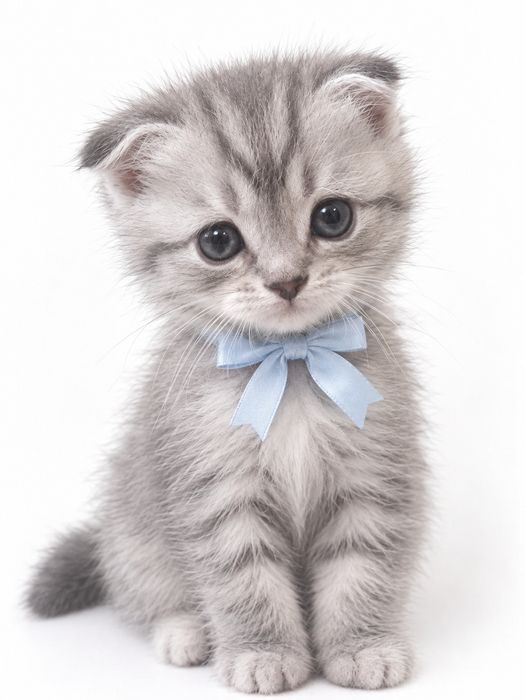 Котята вислоухие шиншиллы