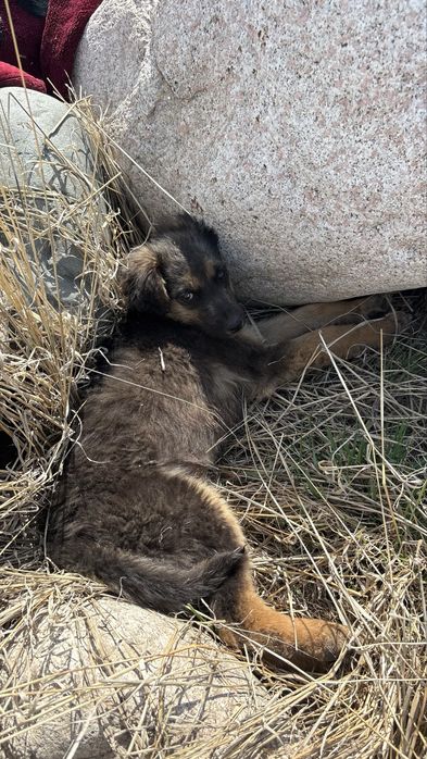 Щенки в добрые руки