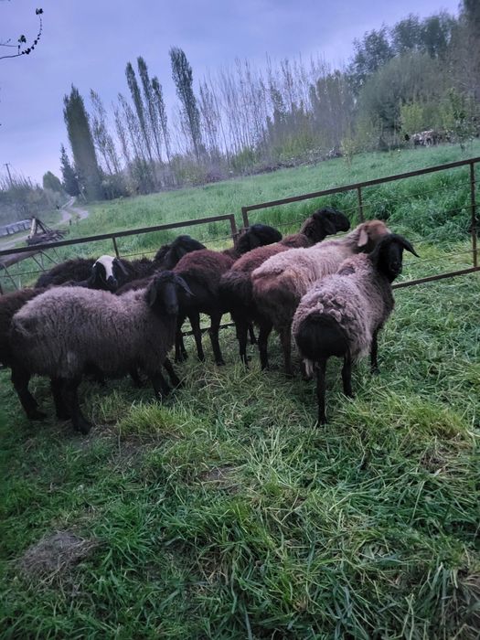 Velikan qo‘ylar hisori toza zotli