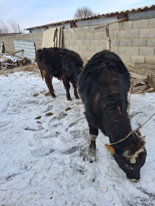 Продам бычков хороших