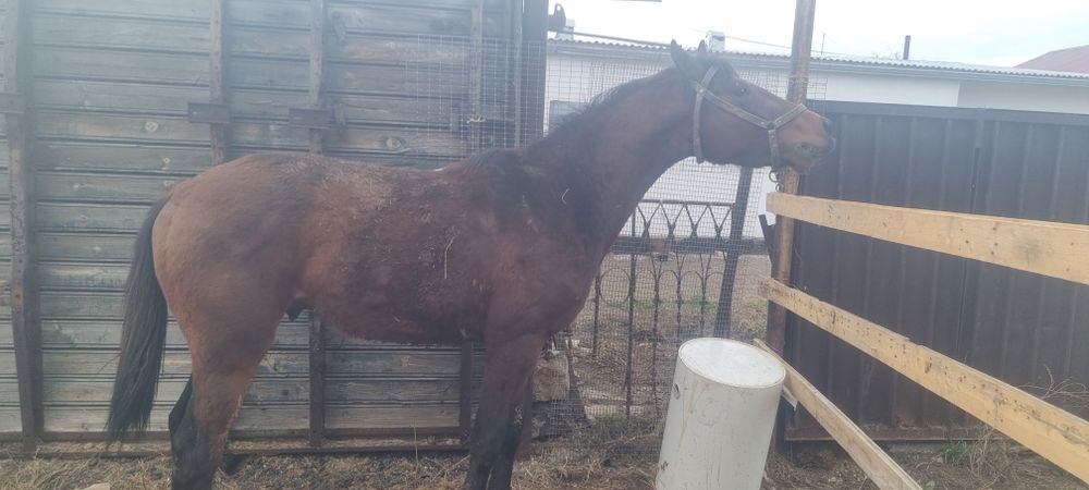 Продаётся лошадь