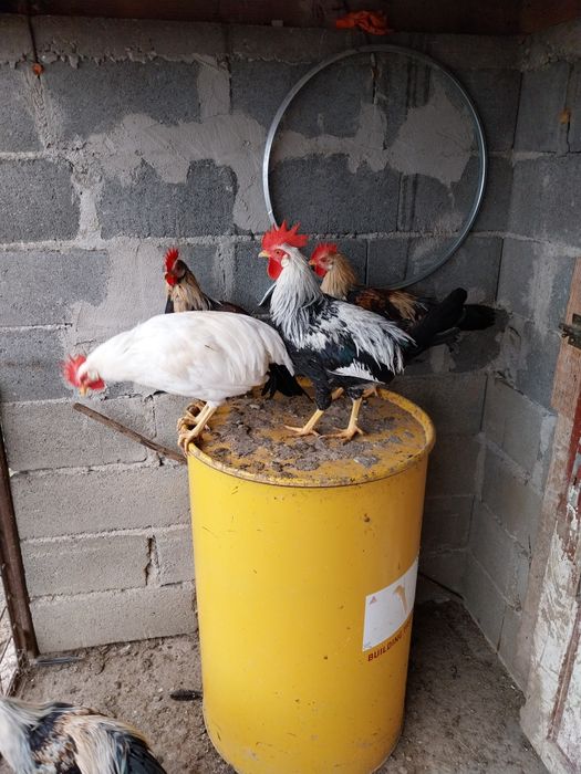 Cocoși italieni de vanzare