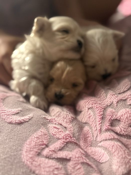 Продается Мальтипу