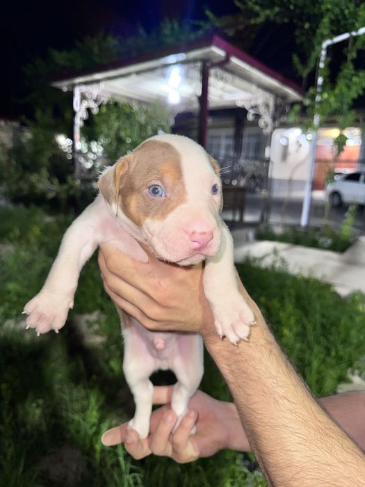 Pitbull bolalari
