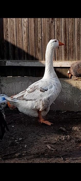 Trei gaste comune talie mare/ gaste romanesti