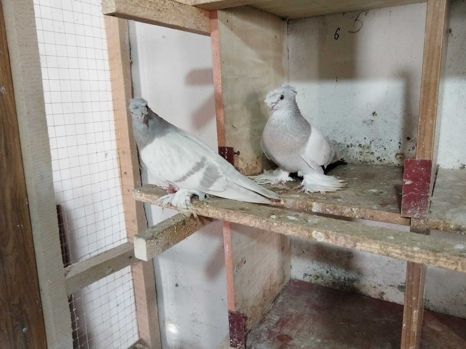 Продам голубей...
