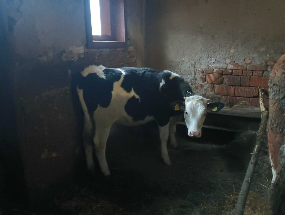 Vaca de vanzare 3 ani