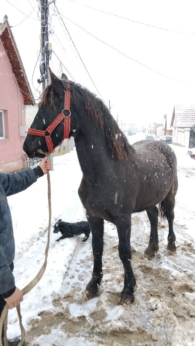 Vând mânz friz de un an
