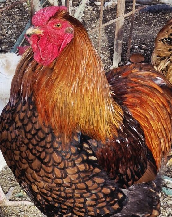 Vindem cocosi  diferite rase