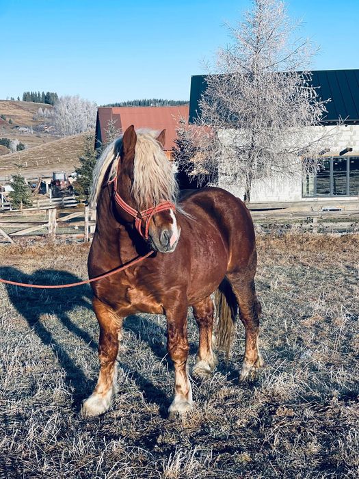 Vind armăsar de fitero