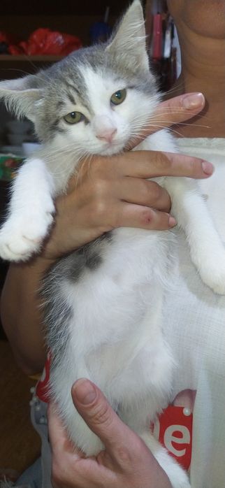 Котята, домашние