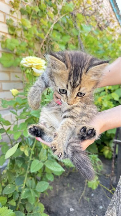 Котенок в добрые руки