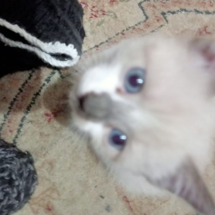 Отдам котят в хорошие руки