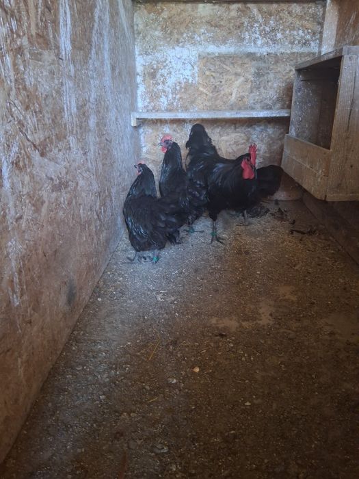 Familie australorp