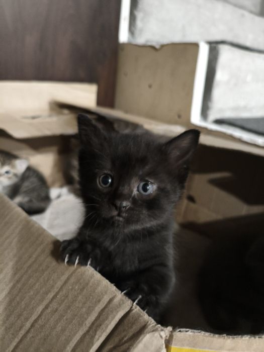 Котенок ищет новый дом