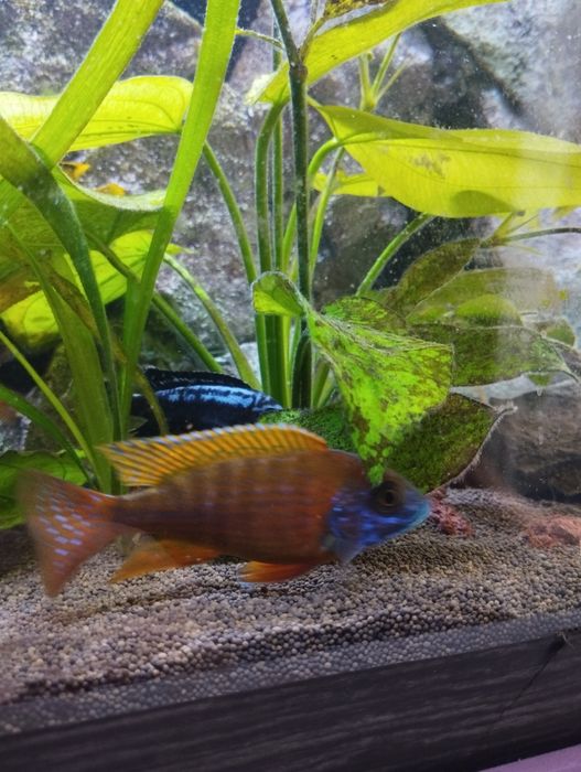 Малавийские цихлиды, самцы