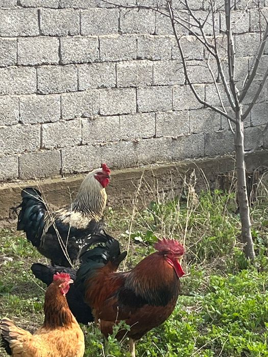 Қораз, қазақы әтеш