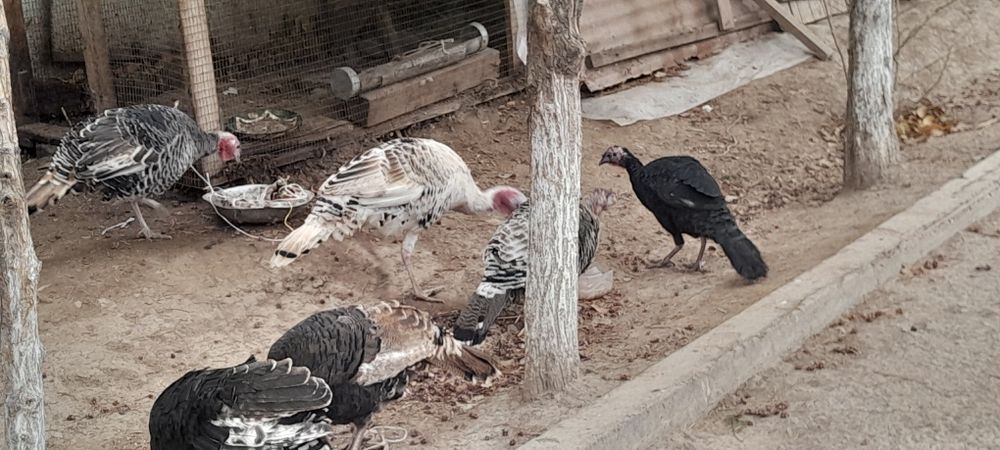 Индуклар сотилади галишамиз