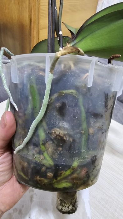 Орхидея Phal. White orchid