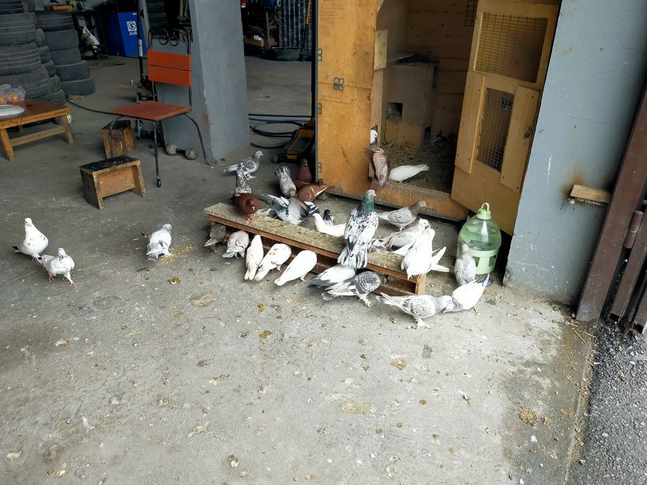 Продаются высоколётные голуби