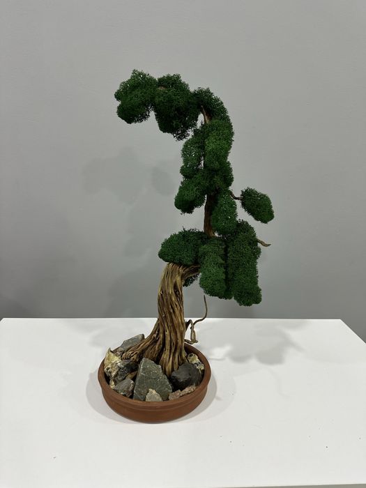Бонсай натуральный живой