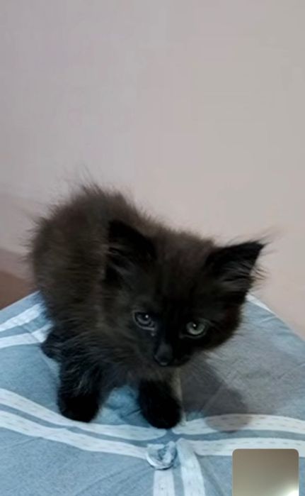 Котенок предлагаю