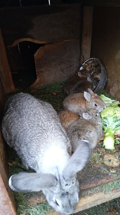 Продаются крольчата по  35000 тысячь сумов