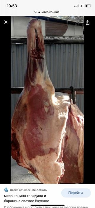 Продам мясо конины халал.
