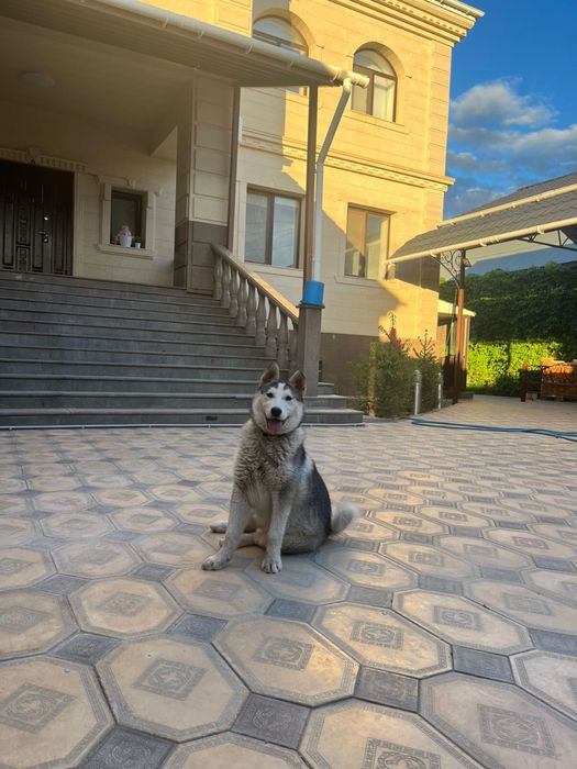 лайка продается сатылады