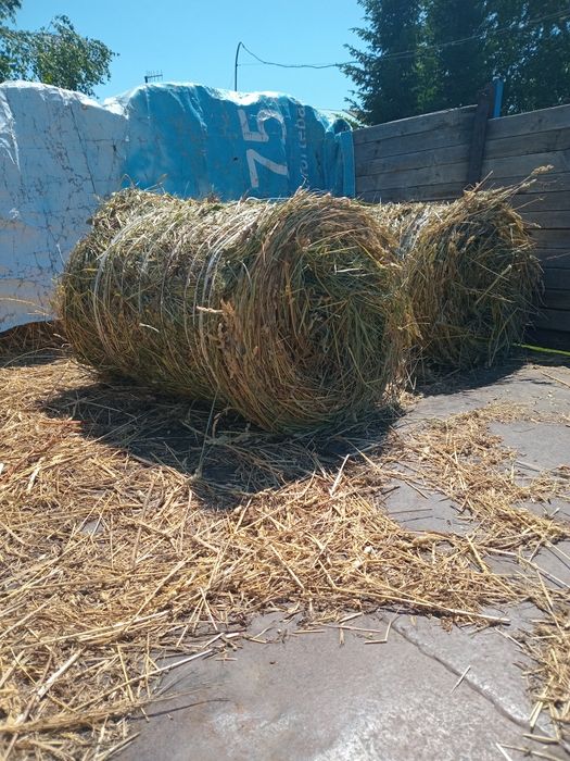 Продам сено, урожай 2026 г