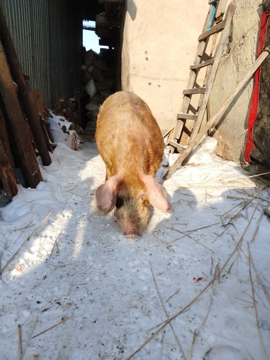 Продам 2-х годовалого кобана хряк