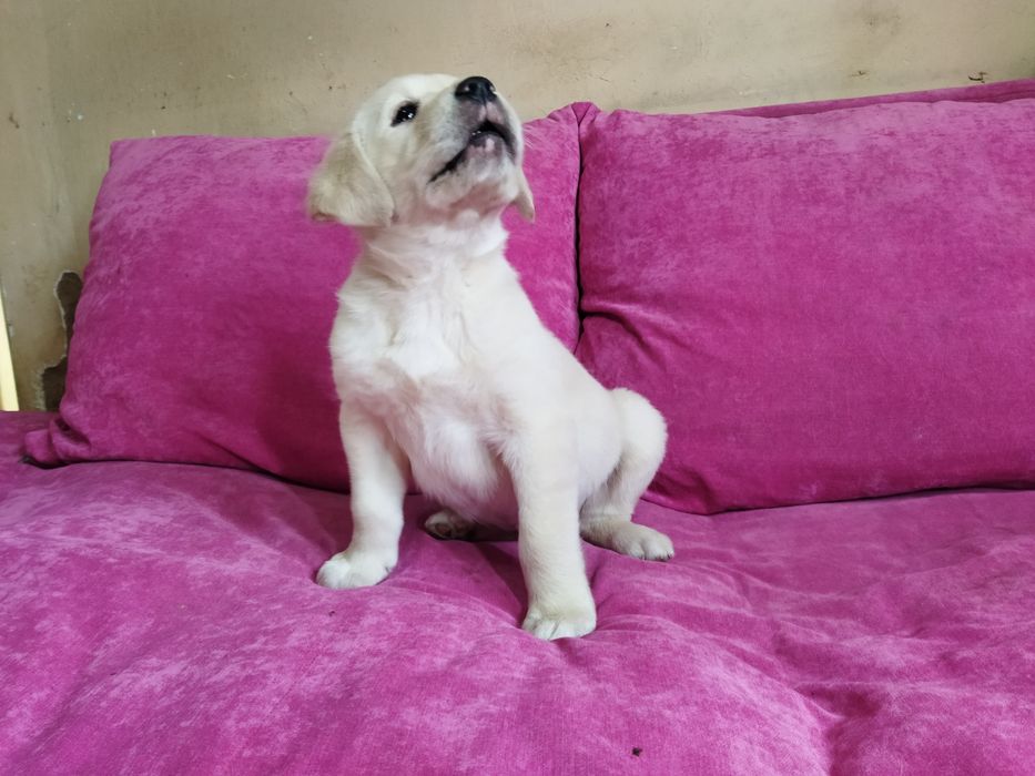 Лабрадор ретривер