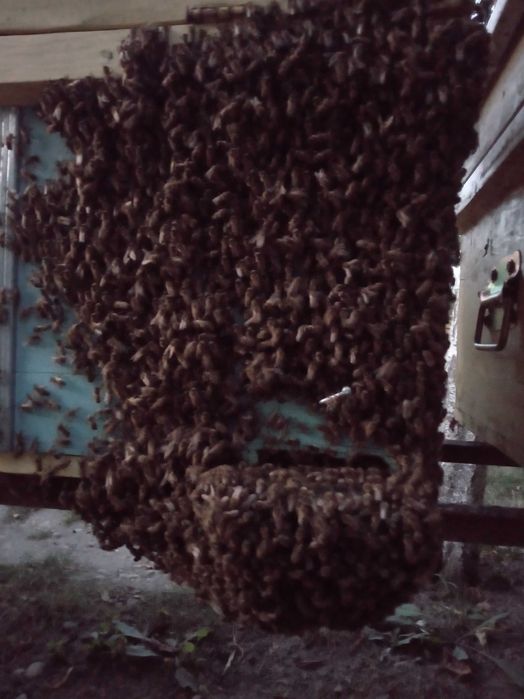 Vand familii de albine bine populate