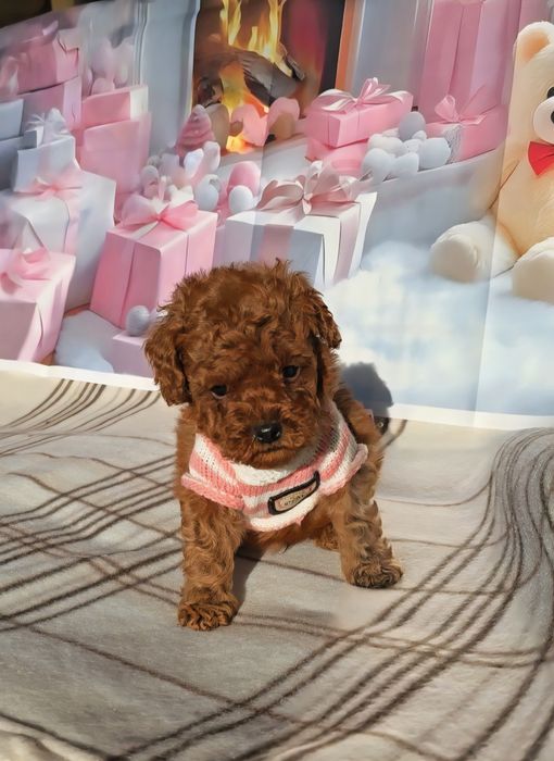 !РЕЗЕРВИРАНО!Пудел той с родословие - 5 поколения назад