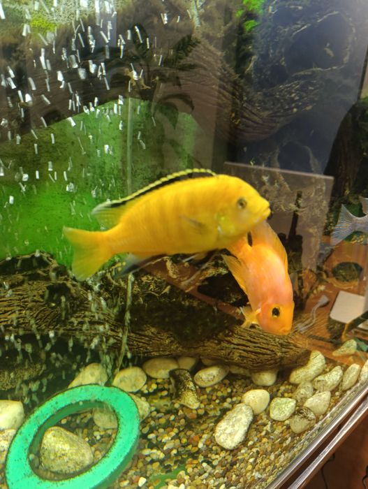 Рыбка африканская  цыклиа елоу