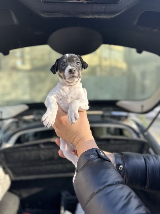 Джак ръсел териер