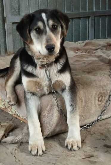 Щенок в доброе руки, девочка 4 месяца