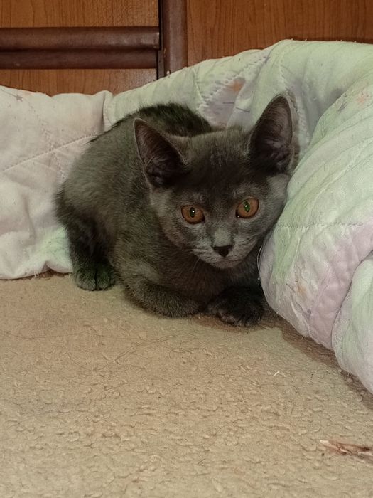 Отдам пушистика  в верные руки