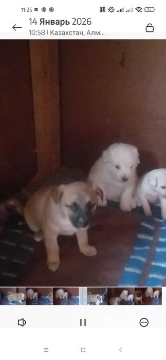 Отдам маленьких щенков