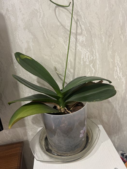 Продам дом цветы