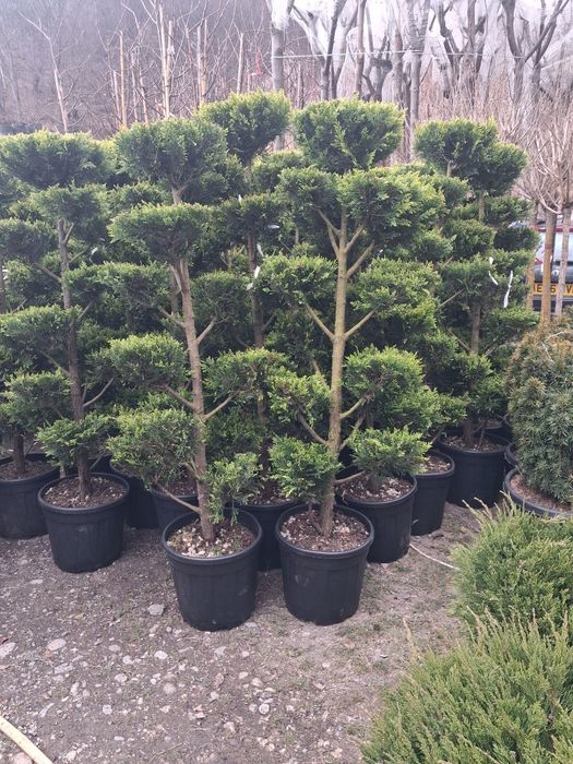 Magnoli arțar japonez mesteacăn