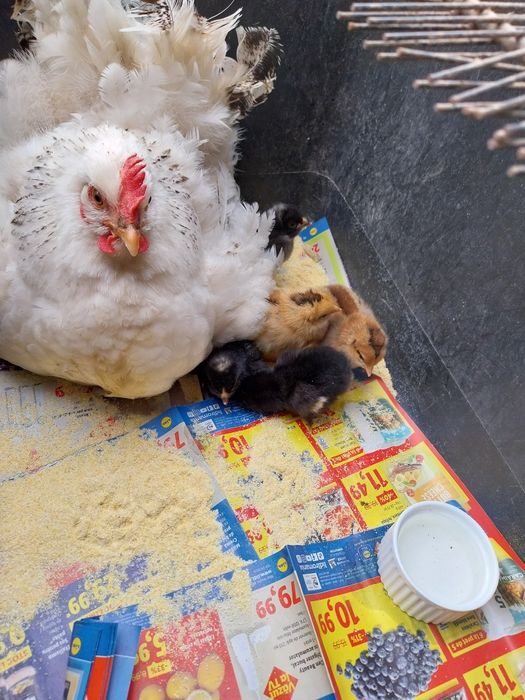 Closcă cu pui de casă de vanzare