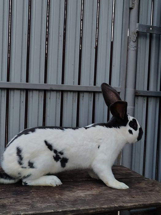 Mascul Fluture German