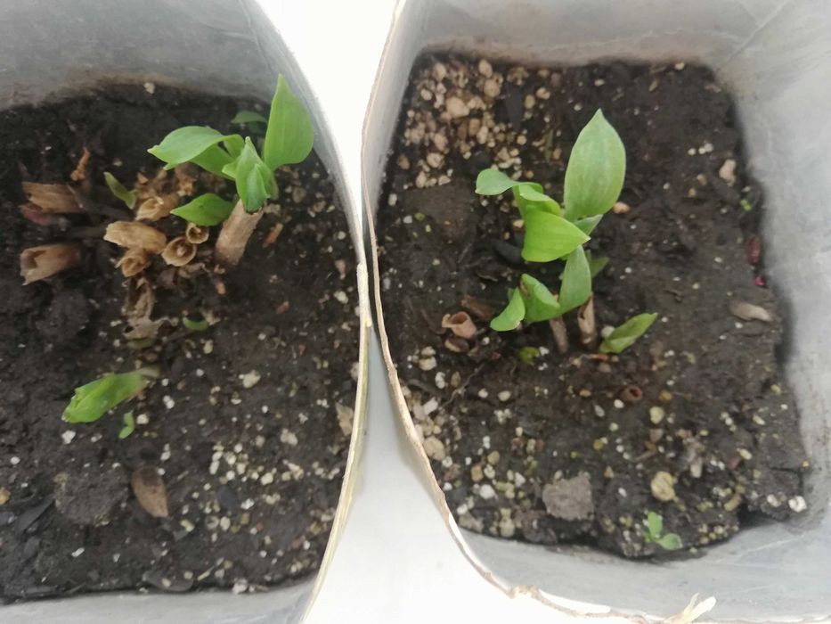 Продам саженцы Альстромерии и саженцы  Маньчжурского ореха