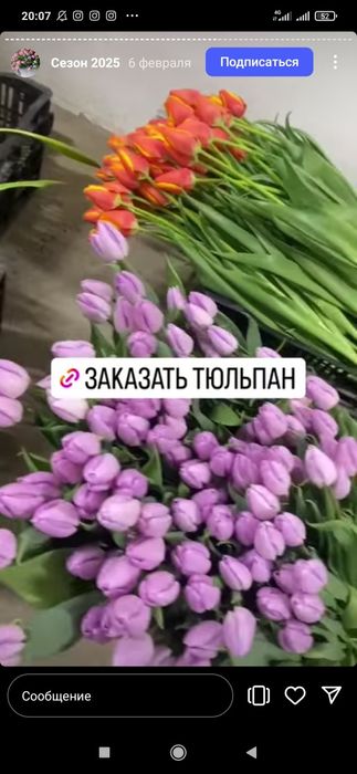 Тюльпаны урожай 2026