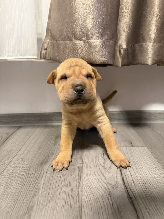 Shar Pei dragalasi