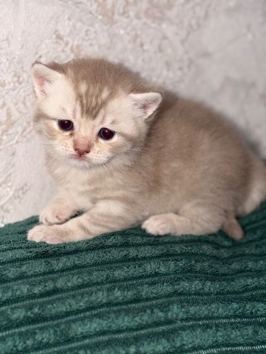 Продам шотландских котят